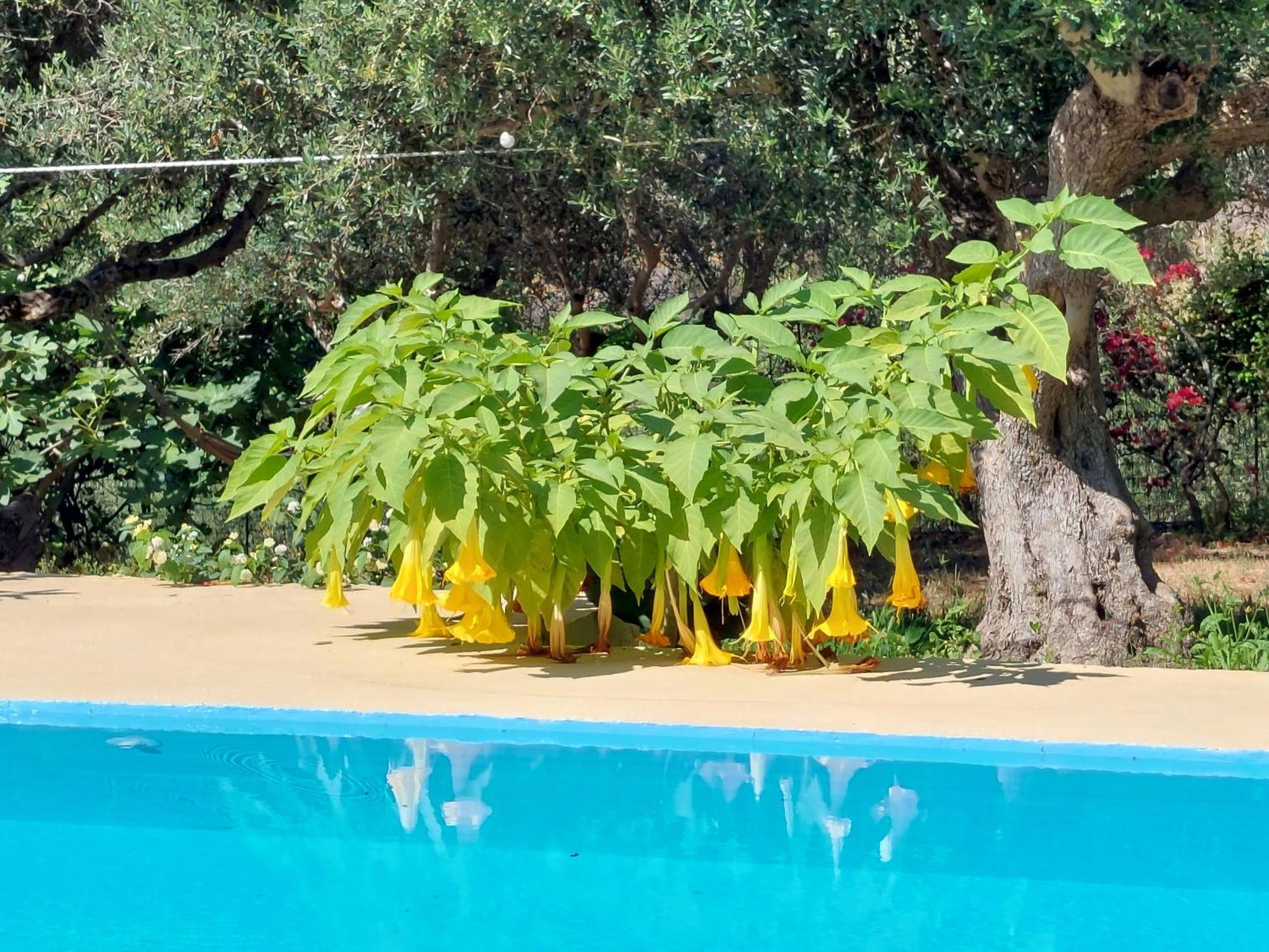 Apartmán Sofiana'S Garden Retreat With Private Pool Dhrapaniás Pokoj fotografie